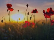 For Remembrance Day